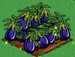 Eggplant extra100