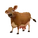 Jersey Cow