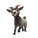 Pygmy Goat
