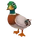 Mallard Duck