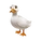 American Pekin Duck