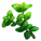 Marjoram