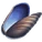 Mussel Shell