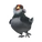 Ameraucana Chicken