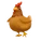 Hubbard Chicken