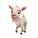 Saanen Goat