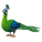 Green Peacock