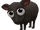 Massese Sheep