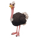 Red Necked Ostrich