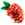 Weeping Bottlebrush