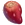 Prickly Pear