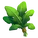 Dandelion Greens