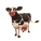 Holstein Cow