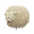 Lincoln Sheep