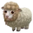 Dorset Sheep