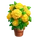 Yellow Marigold Pot