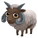 White Manx Sheep