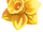 Cameo Jewel Daffodil
