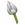 White Lily