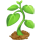 Seeds