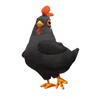 Black Leghorn Chicken
