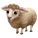 Targhee Sheep