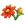 Mexican Sunflower