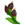 Water Pepper