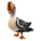 King Eider Duck