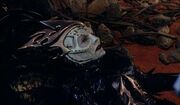 Ahknas quiet death