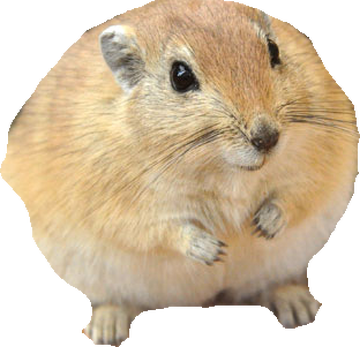 Fat sand hot sale rat