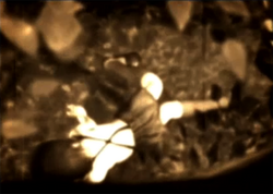 Mayu after falling down the deep ravine.