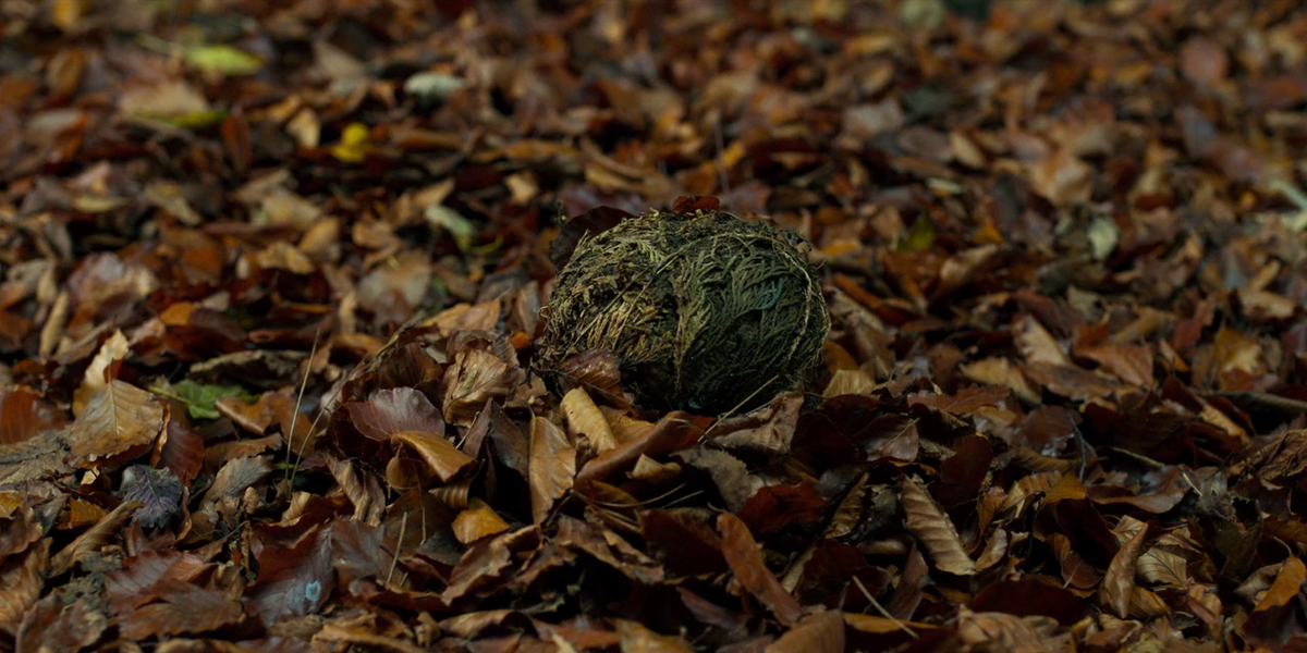 Selaginella lepidophylla - Wikipedia