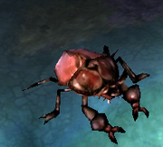 Redbeetle