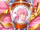 Honey Choco with Medb-chan's Stamp