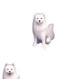 Cavall II (Shinjuku Story)