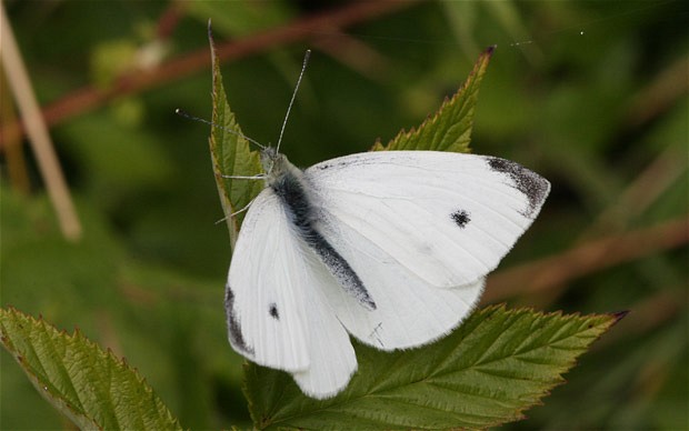 Small White Butterfly (Pieris rapae) 