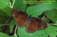 Danaus affinis mytilene