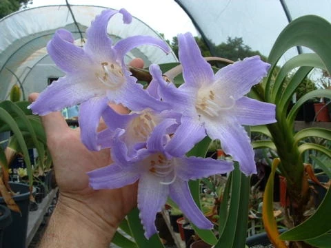 Worsleya procera | Fauna and flora Wiki | Fandom