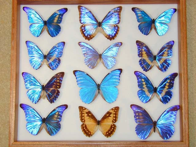 Morpho | Fauna and flora Wiki | Fandom