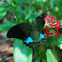 Papilio paris | Fauna and flora Wiki | Fandom