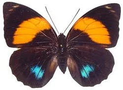 Agrias amydon | Fauna and flora Wiki | Fandom