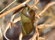 pupa