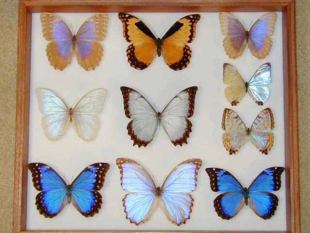 Morpho | Fauna and flora Wiki | Fandom