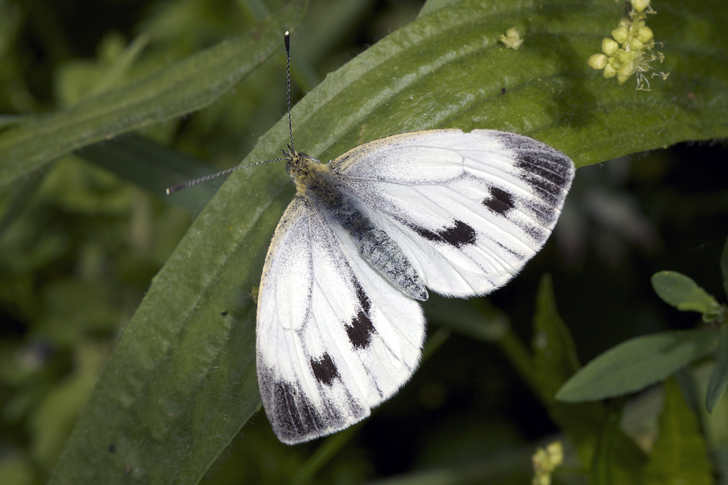 Two (2) Pieris candia, WHITE Butterflies, A1 Real Dry-Preserved Butter 