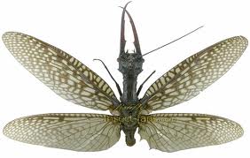 Acanthacorydalis fruhstorferi | Fauna and flora Wiki | Fandom Acanthacorydalis fruhstorferi | Fauna and flora Wiki | Fandom
