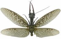 Acanthacorydalis fruhstorferi | Fauna and flora Wiki | Fandom Acanthacorydalis fruhstorferi | Fauna and flora Wiki | Fandom