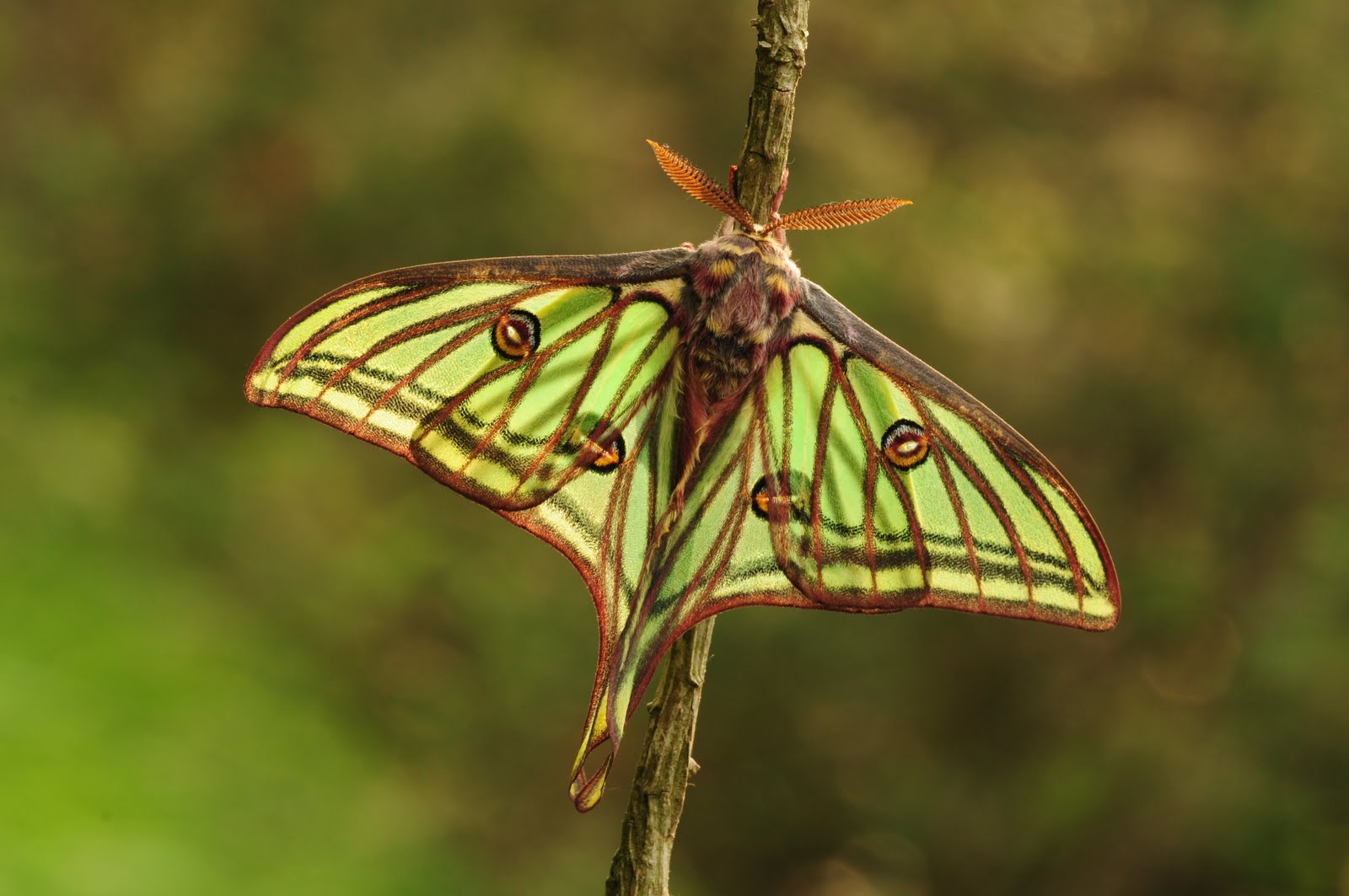 Graellsia Isabellae Fauna And Flora Wiki Fandom