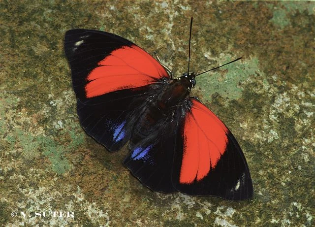 Agrias Amydon Philatelica ペア Agrias amydon aristoxenus - AgriasButterflies.com