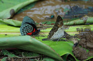 The butterfly on the left is Agrias beatifica.